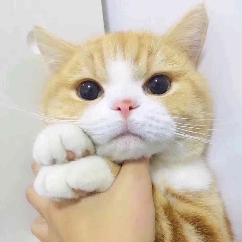 发光猫表情包：动态与头像分享，揭秘发光猫魅力