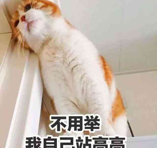 发光猫表情包：动态与头像分享，揭秘发光猫魅力