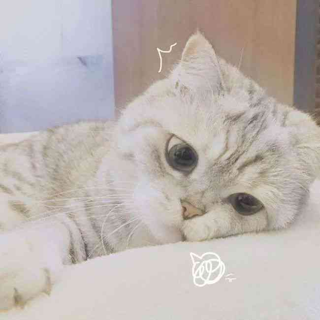 璀璨星辰·猫咪头像：独特发光效果引领潮流