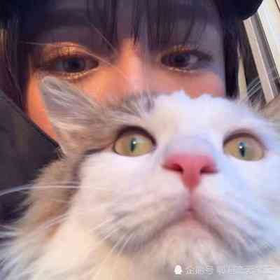 璀璨星辰·猫咪头像：独特发光效果引领潮流