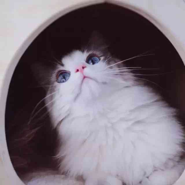 璀璨星辰·猫咪头像：独特发光效果引领潮流