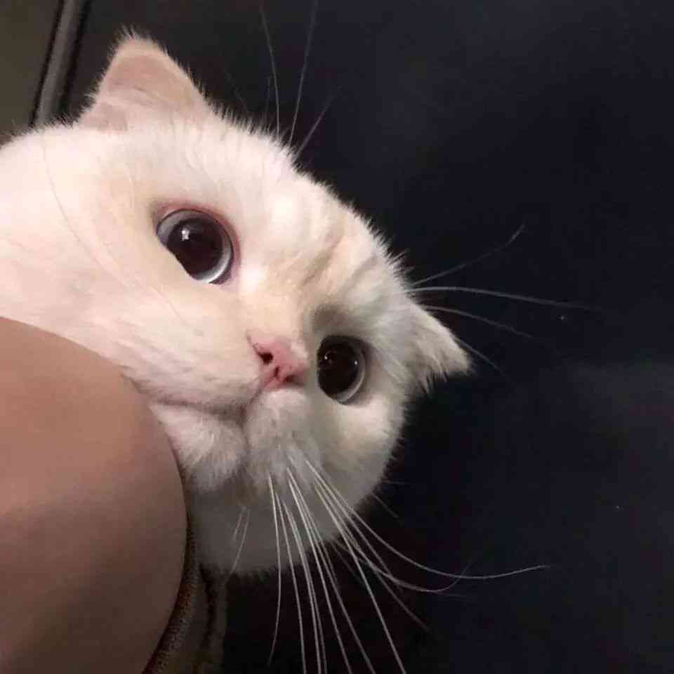 璀璨星辰·猫咪头像：独特发光效果引领潮流