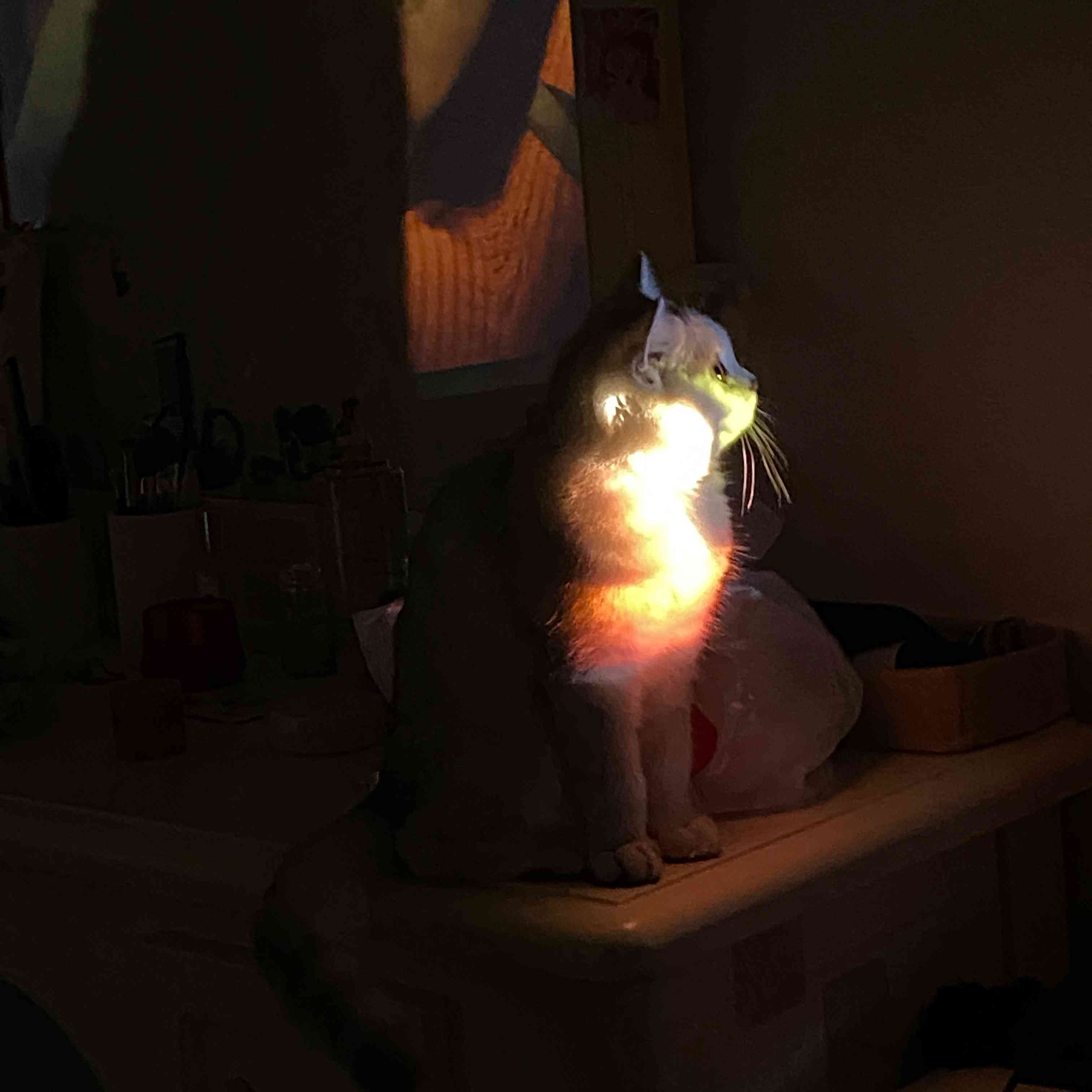 发光猫咪：白余笙壁纸、头像及猫咪灯