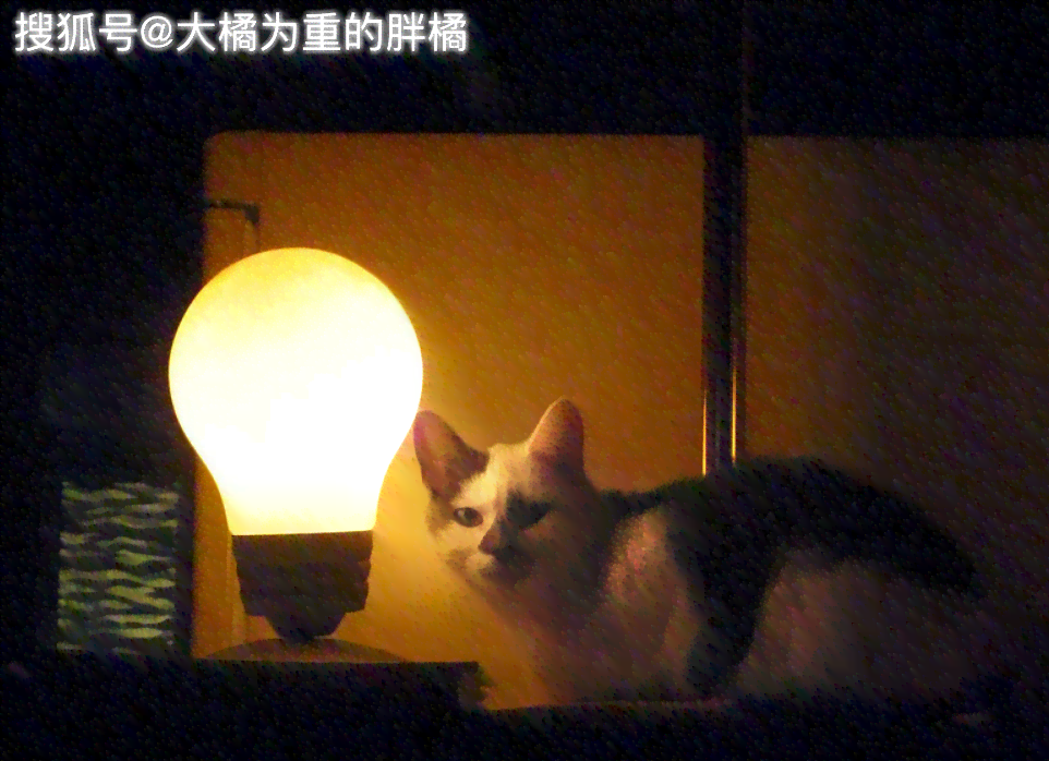 发光猫咪：白余笙壁纸、头像及猫咪灯