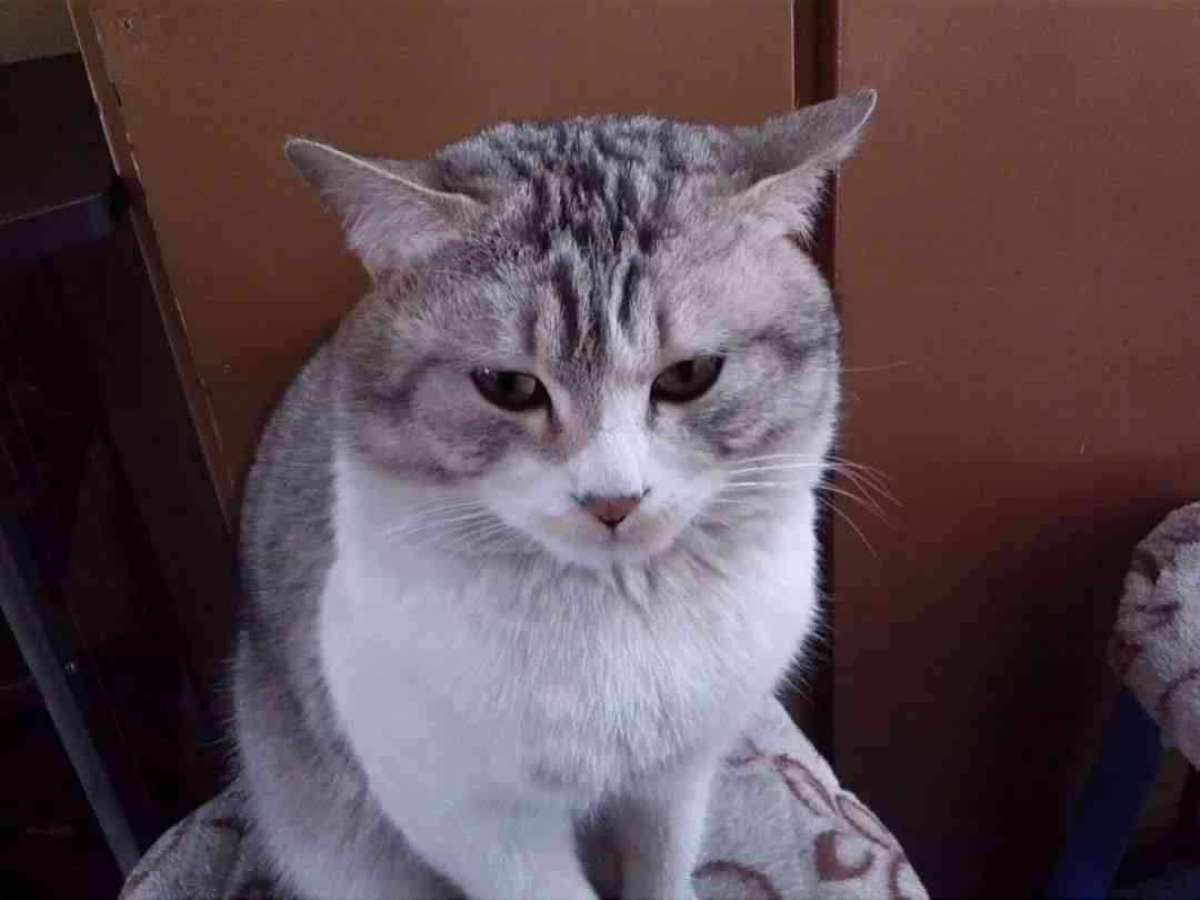 发光猫咪：白余笙壁纸、头像及猫咪灯