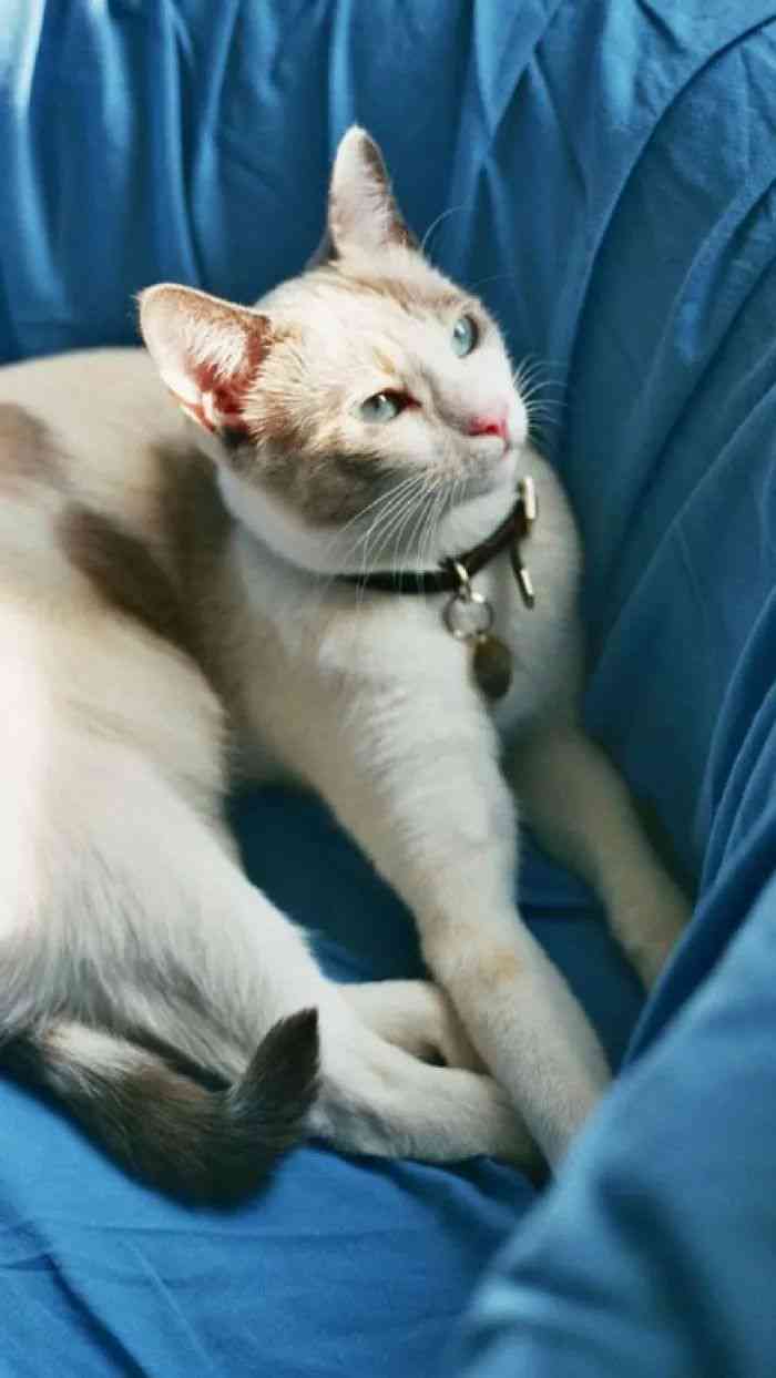 发光猫咪：白余笙壁纸、头像及猫咪灯