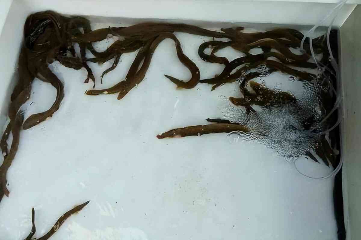 全面收录：人工智能领域英文论文参考文献指南与资源汇总