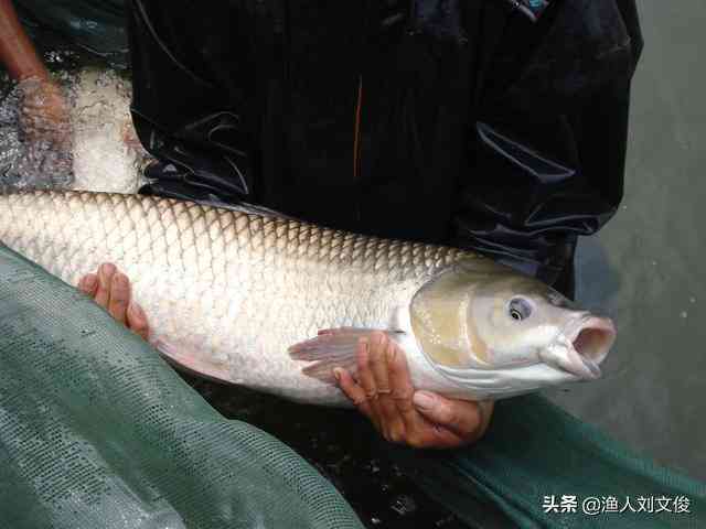 全面收录：人工智能领域英文论文参考文献指南与资源汇总