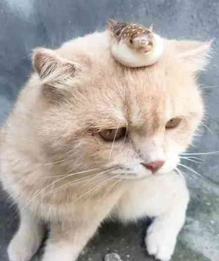 爱发猫ai智能写作：软件与使用体验
