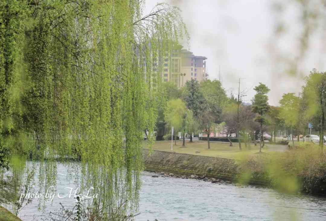 训练写作文春天来了：柳树发芽啦，优秀作文展示与写作指导