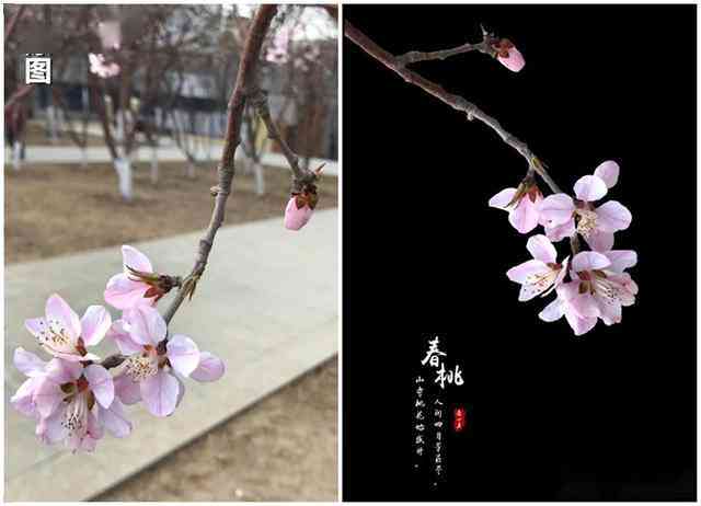 ai簪花照片文案怎么写：打造吸睛美照的秘诀