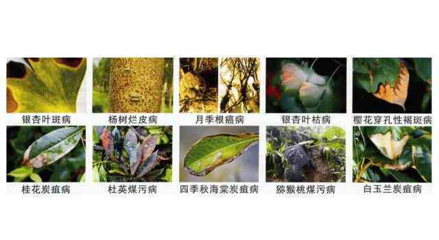AI识别植物病虫害、模糊文字及王字标识