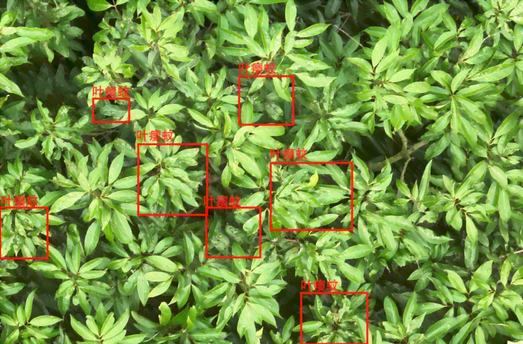 AI识别植物病虫害、模糊文字及王字标识