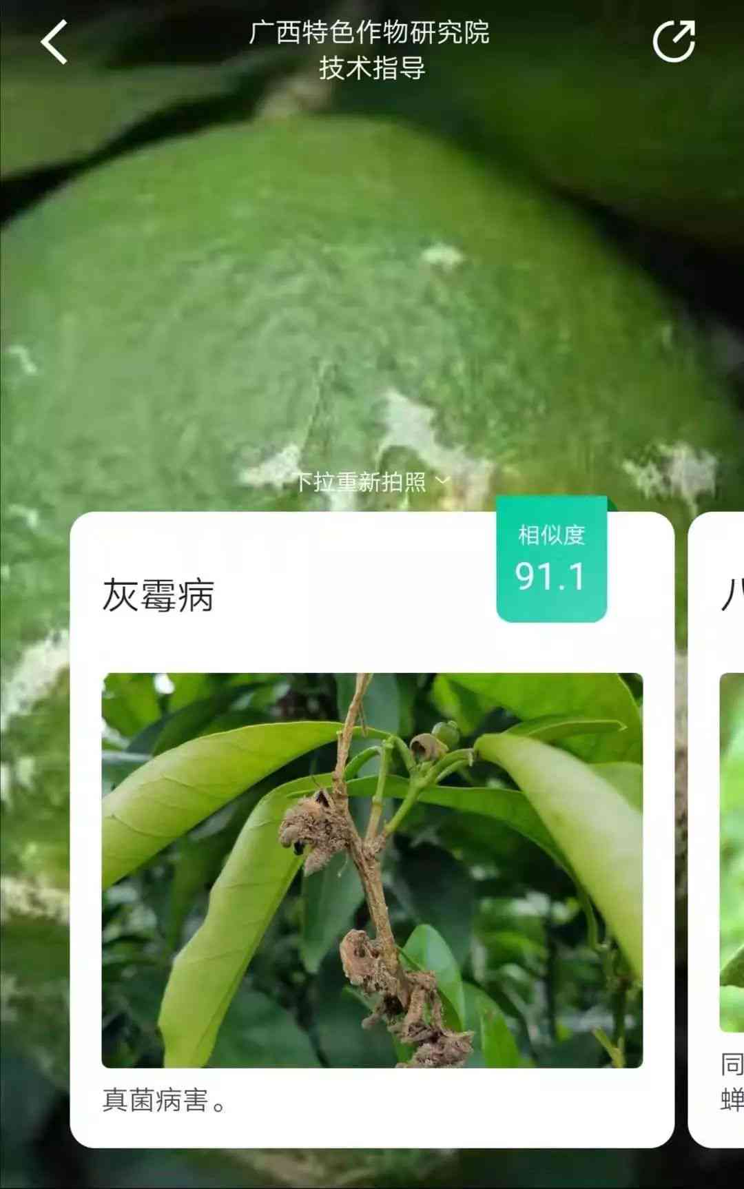 AI识别植物病虫害、模糊文字及王字标识