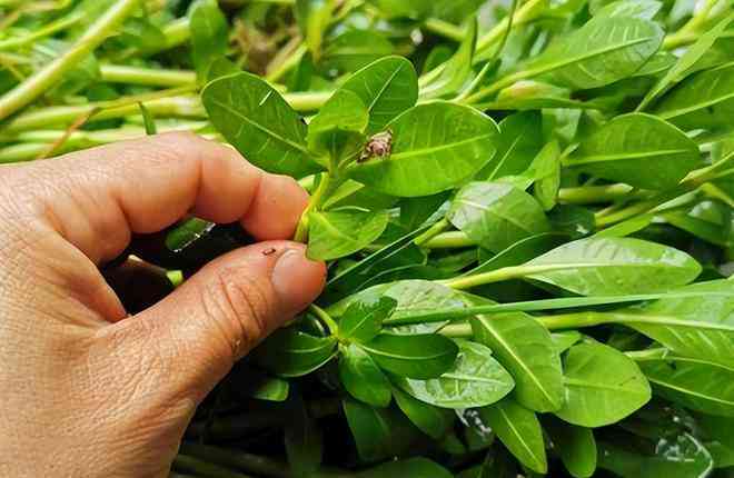 AI识别植物病虫害、模糊文字及王字标识