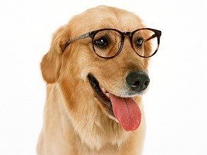 宠物犬创意写作指南：小狗仿写各类作文全面解析