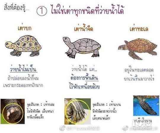 指南Guide：探秘指南龟的发明与历沿革