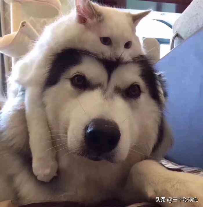 狗狗ai变身文案搞笑