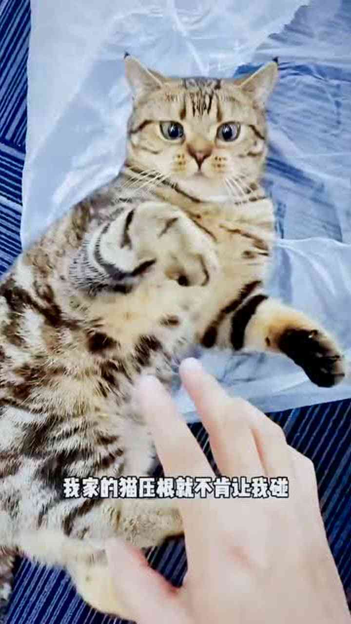 猫咪写作助手：全面提升创意写作与灵感捕捉技巧