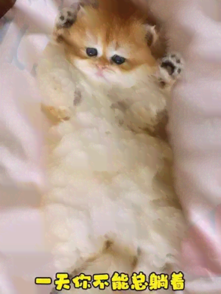 猫咪写作助手：全面提升创意写作与灵感捕捉技巧