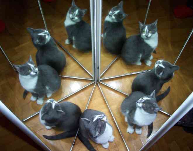 猫咪写作助手：全面提升创意写作与灵感捕捉技巧