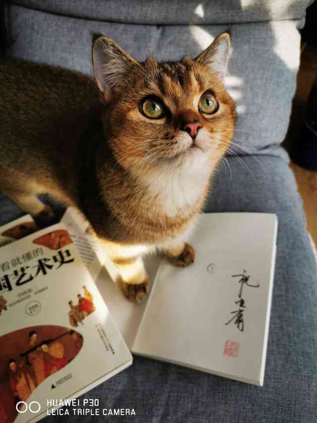 萌宠笔耕者：小猫咪作家笔下奇遇