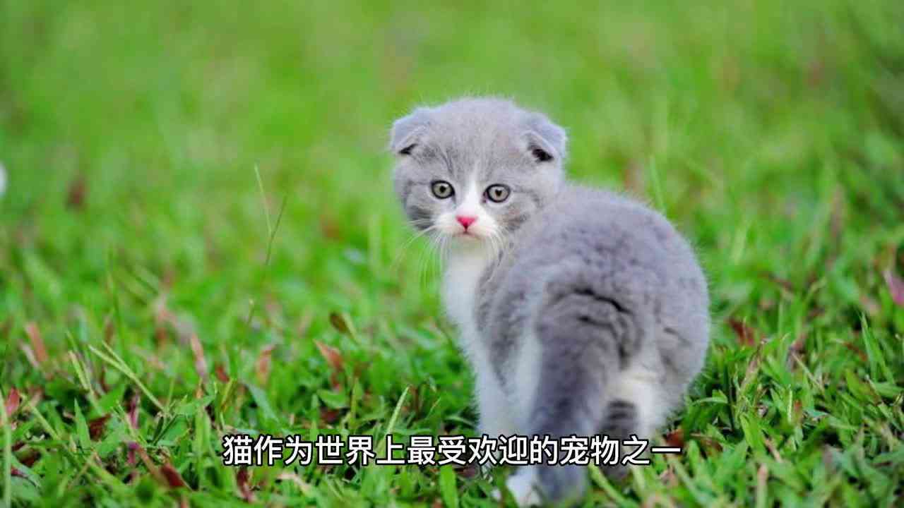 猫咪创作趣事：探索小猫如何写短文及其创意过程
