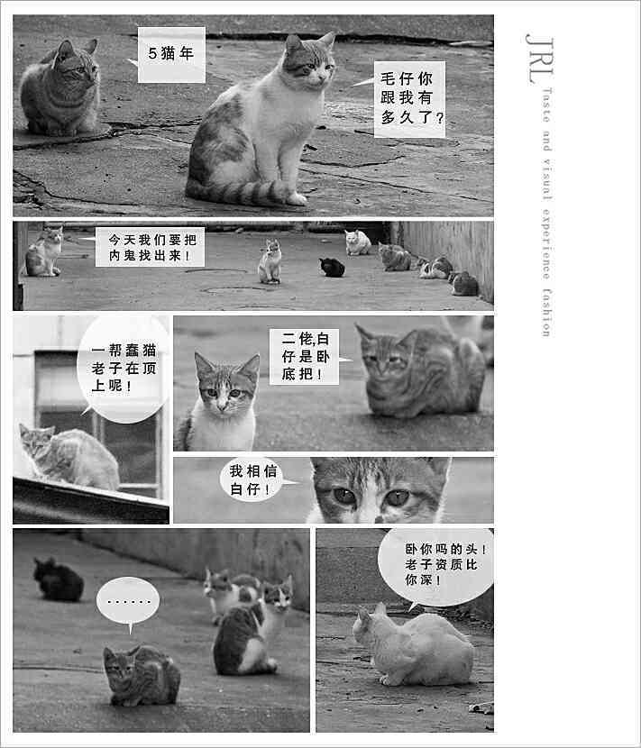 猫咪创作趣事：探索小猫如何写短文及其创意过程