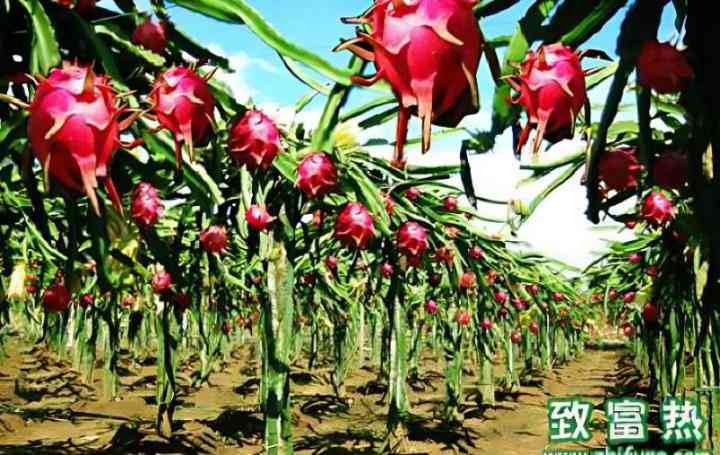 探索火龙果的营养价值与种植技巧：全面解析火龙果的魅力