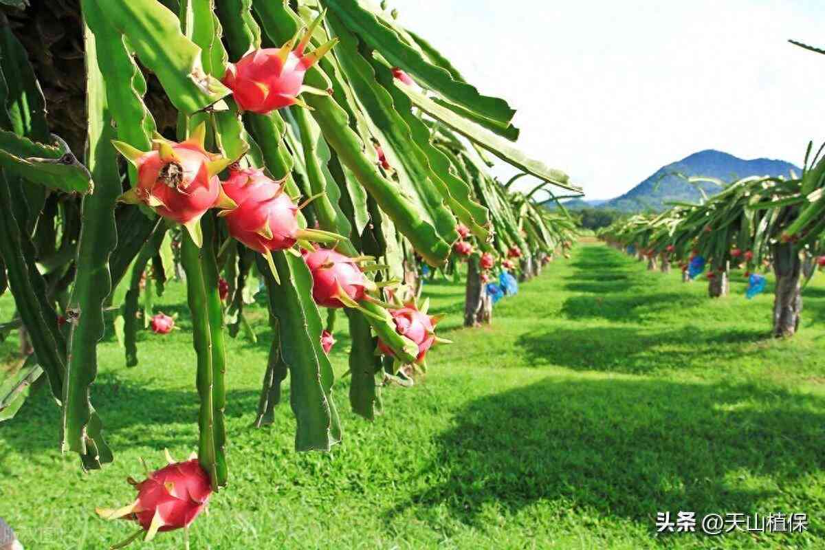探索火龙果的营养价值与种植技巧：全面解析火龙果的魅力