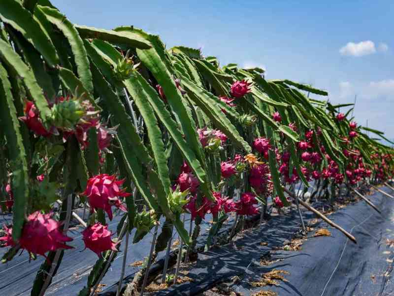 探索火龙果的营养价值与种植技巧：全面解析火龙果的魅力