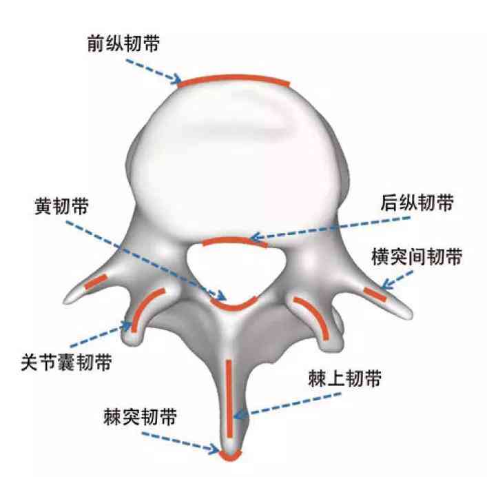 棘间韧带损伤,可以工作吗：对工作及运动的影响与可能引起的其他部位疼痛