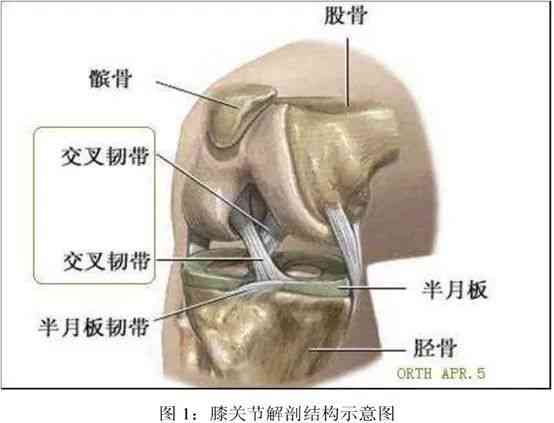 棘间韧带炎自愈时间与治疗方法：探讨多久能恢复及如何加速复