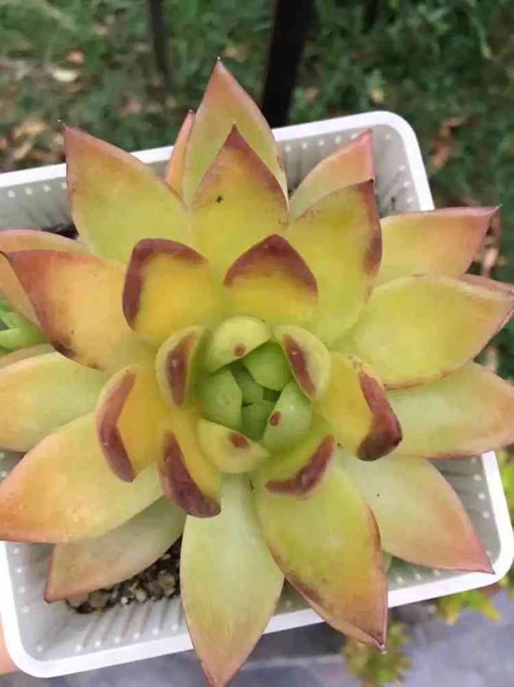 楼顶积水导致的工伤赔偿认定及索赔指南