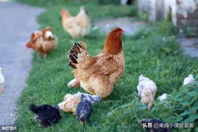 养鸡文案怎么写吸引人简短好看，有效吸引顾客的撰写技巧