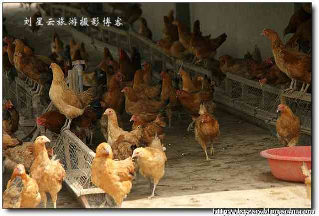 丰收时刻！养鸡场新鸡蛋上线，快来朋友圈见证蛋品之美