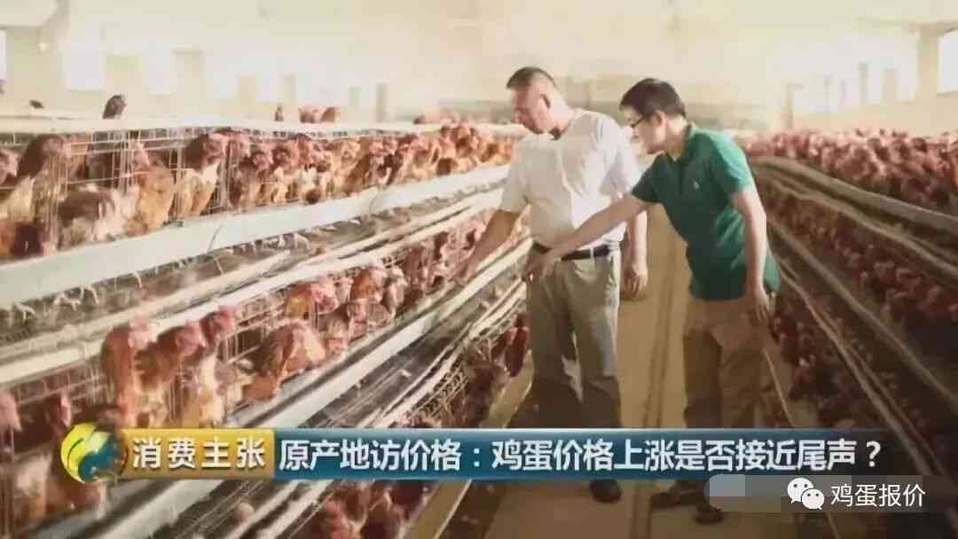 丰收时刻！养鸡场新鸡蛋上线，快来朋友圈见证蛋品之美