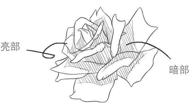 详解绘制玫瑰花的步骤与技巧：全面解答玫瑰花绘画常见问题及创意灵感