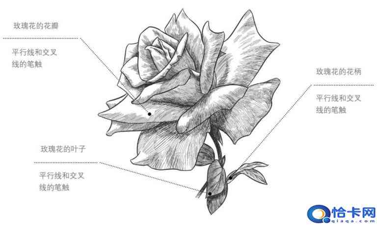 详解绘制玫瑰花的步骤与技巧：全面解答玫瑰花绘画常见问题及创意灵感