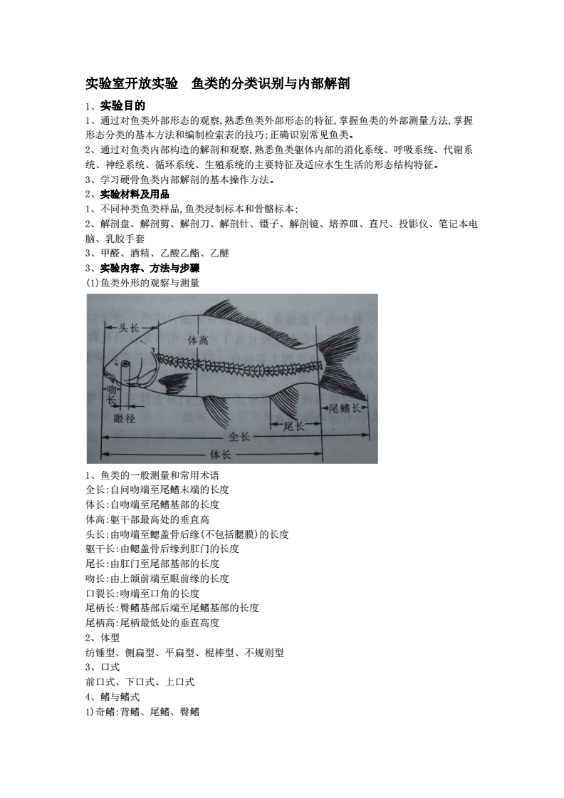 鱼体长度ai测量实验报告