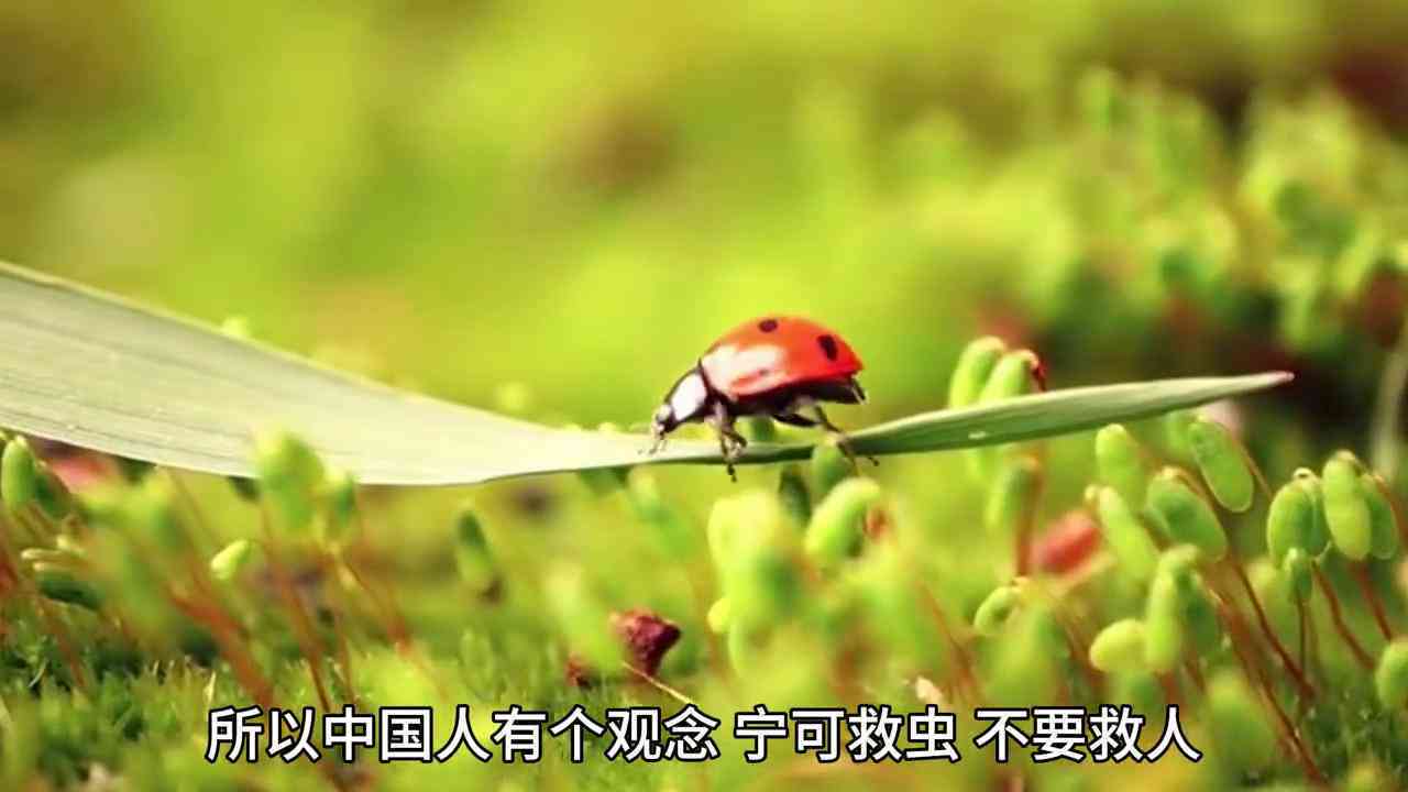 ai小和语录文案