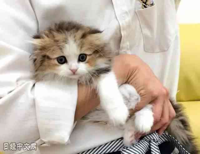 猫AI变脸教程：从操作入门到高级技巧，一键及使用指南