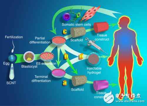AI14小鼠模型：探索智能生物技术在医学研究中的应用