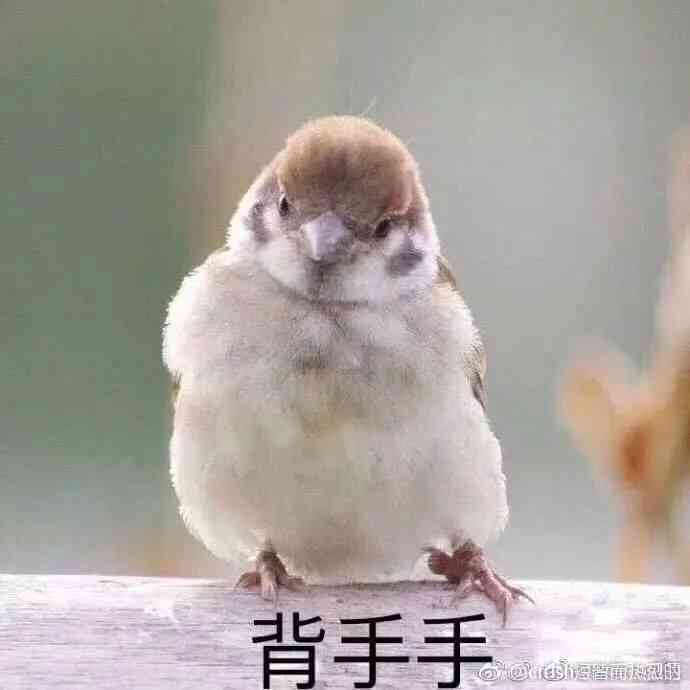 可爱ai动物文案怎么写好：打造吸引眼球的可爱小动物文案指南