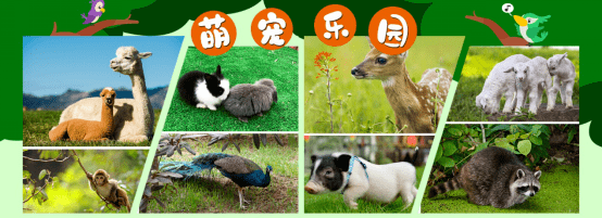 萌宠乐园：探索可爱动物的趣味文案集锦