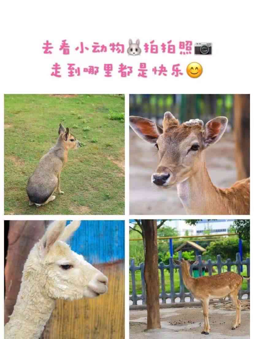 萌宠乐园：探索可爱动物的趣味文案集锦