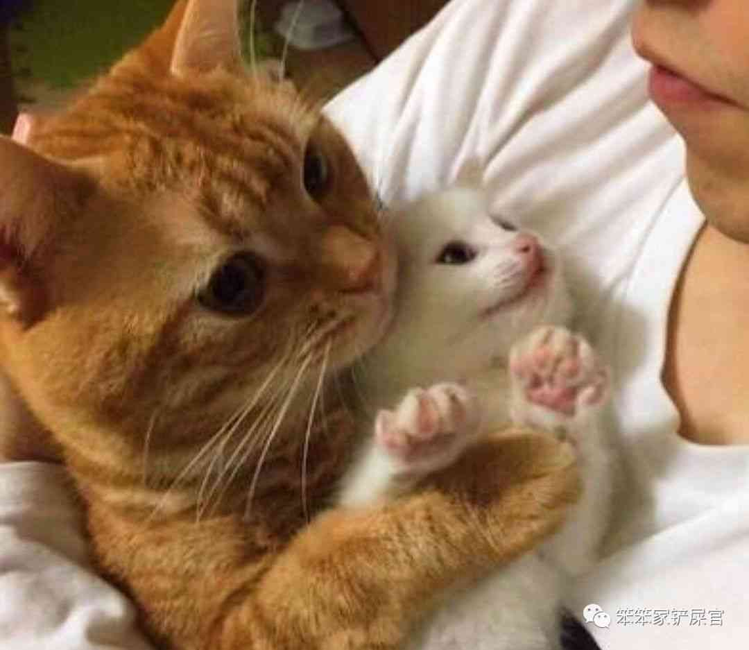 萌猫AI绘画文案大全：简单精选集