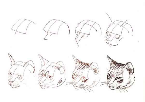猫咪绘画灵感集：如何描绘猫儿的魅力瞬间