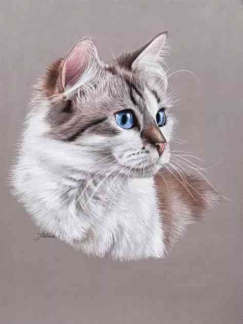 创意猫咪绘画：探索萌猫的艺术天赋与绘画教程