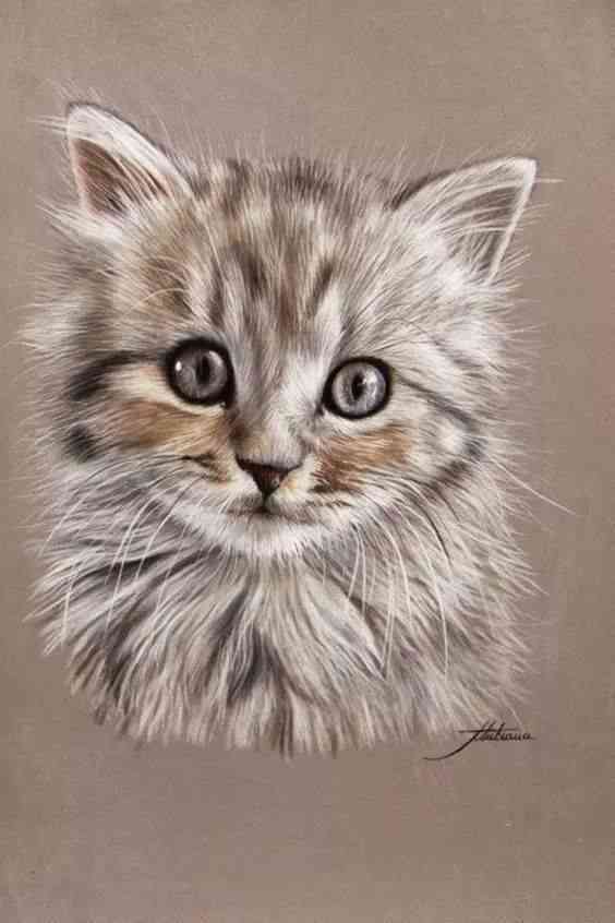 创意猫咪绘画：探索萌猫的艺术天赋与绘画教程